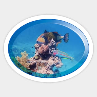Triggerfish On A Coral | Red Sea Dive | Sticker